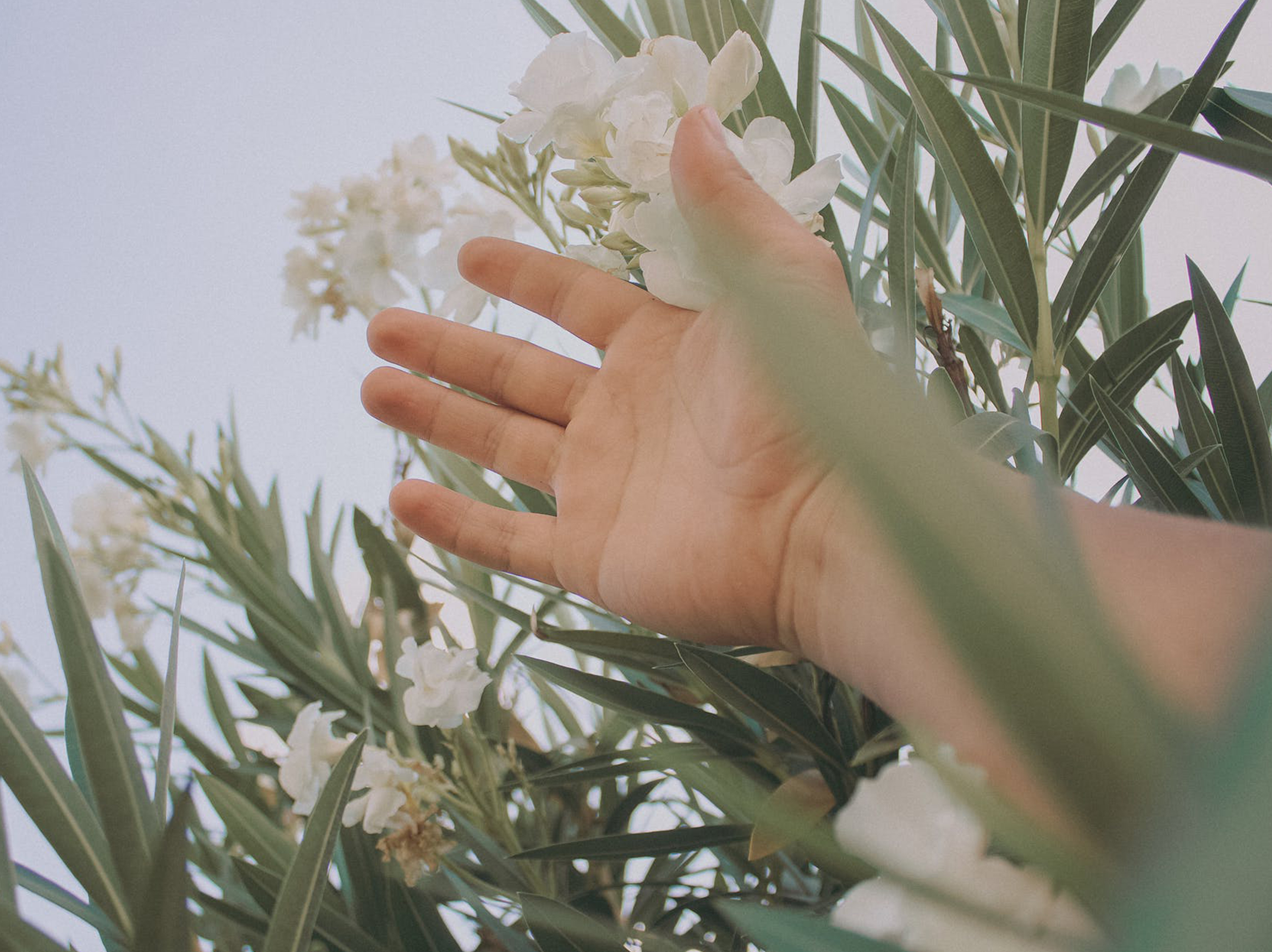 Human hand reaching toward oleander flowers